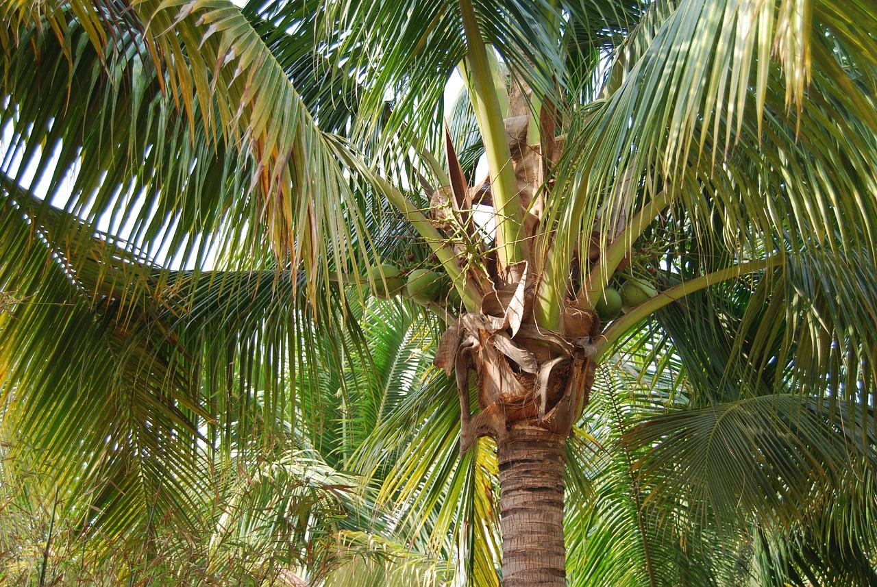 4. 嫁接树成活率