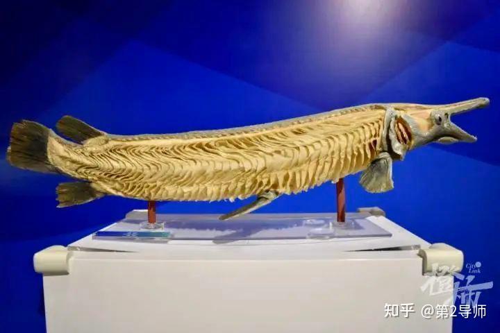 枪鱼标本被掰断肋骨,维修费上万?博物馆:一条抹香鲸标本成本上千万 - 知乎