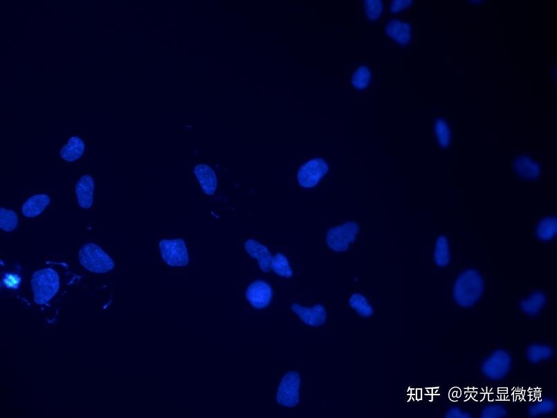 Operata Dapi 荧光观察用什么显微镜?荧光显微镜 - 知乎