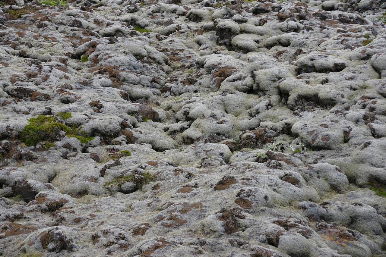 2. 沙地果树种植