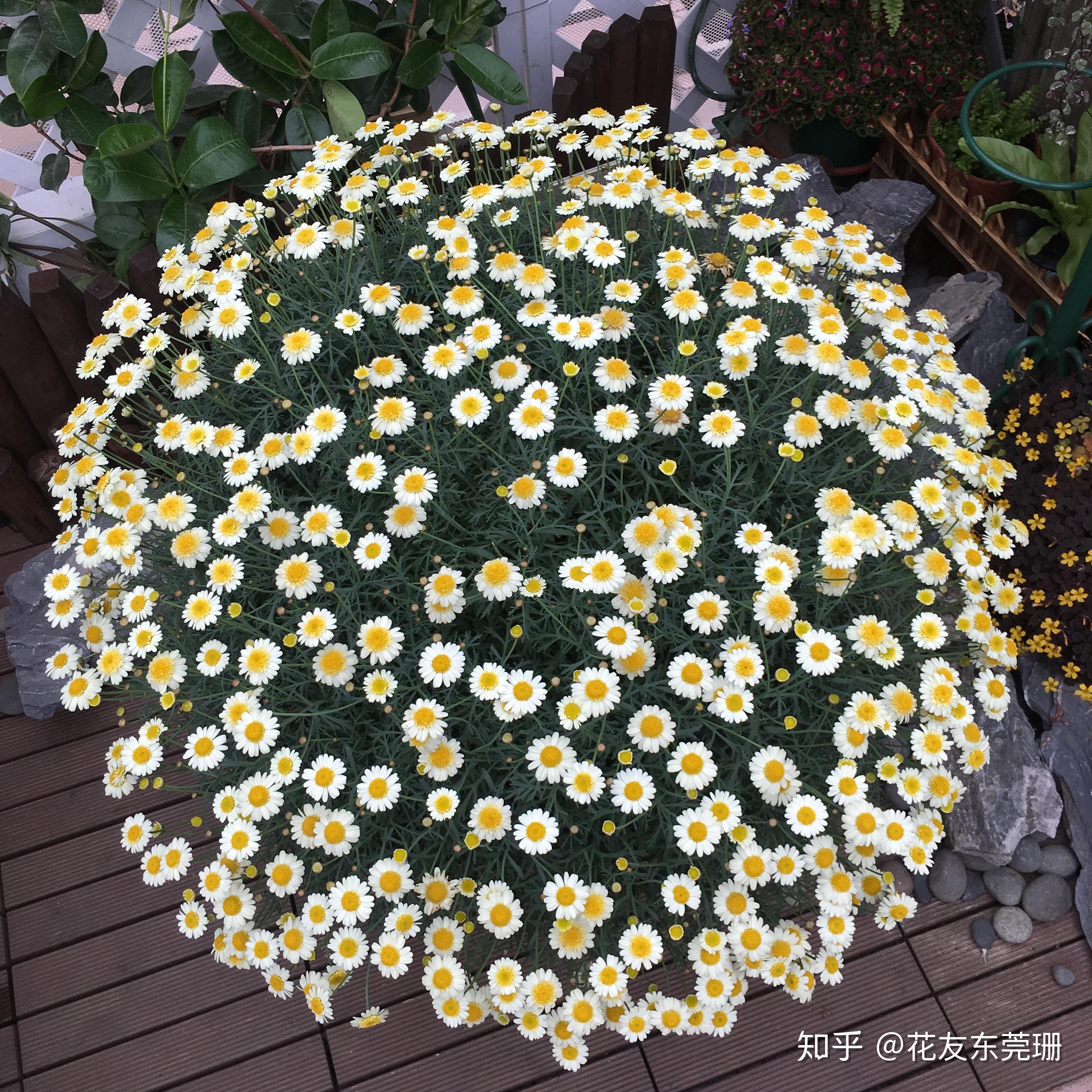 东莞珊种植分享 - 2017版玛格丽特种植成球笔记