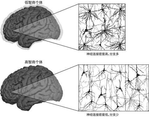 一或相似的处理时,这一处理所在的大脑突触和神经元会发生奇妙的变化
