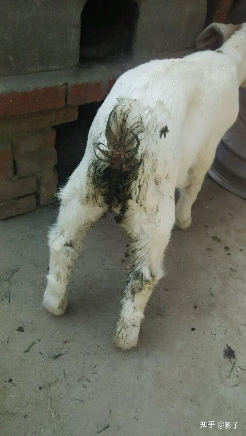 羊羔病毒性腹泻怎么治