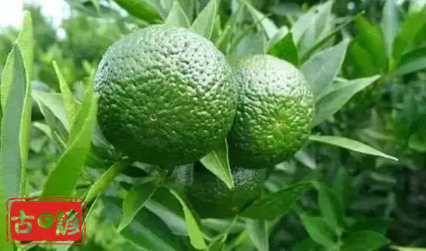 古谚丨为什么小青柑最好选全生晒的? - 知乎