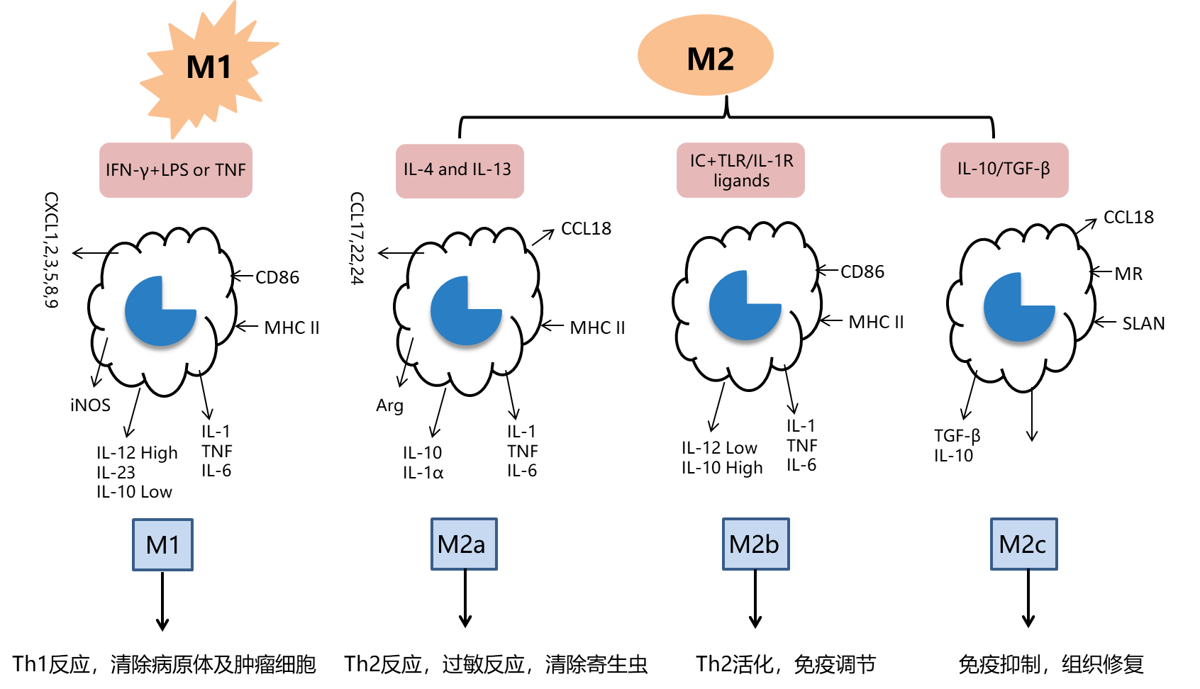 在病毒感染急性期,巨噬细胞向m1方向极化,m1型巨噬细胞可促进炎症反应