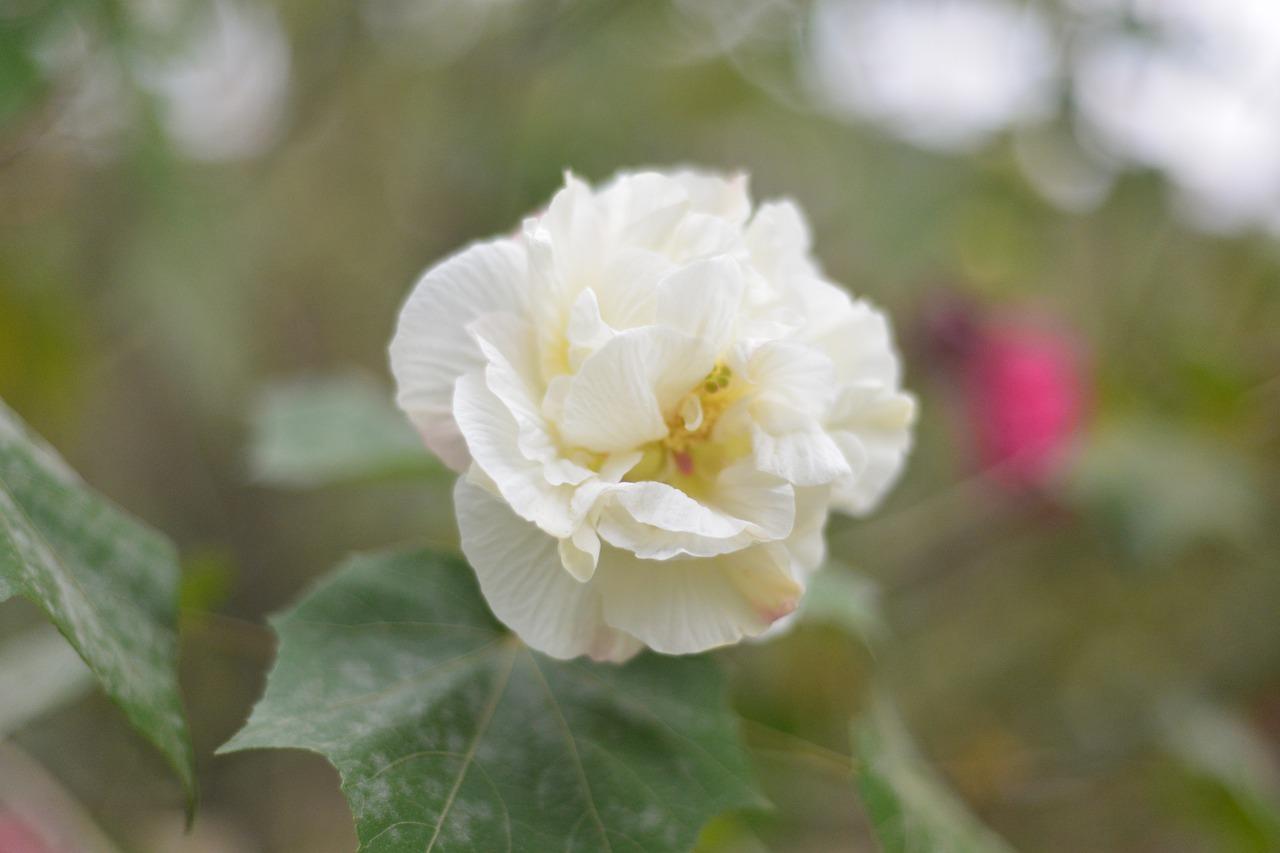 5. 满庭芳价格走势