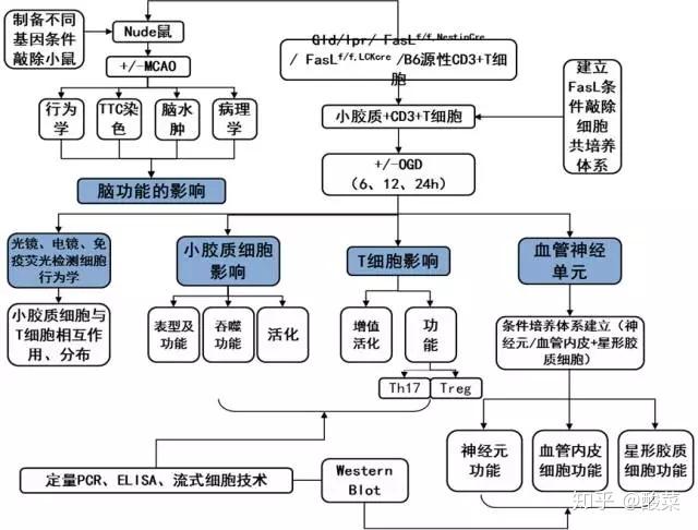 让国自然技术路线图更色一点含经典技术路线模板