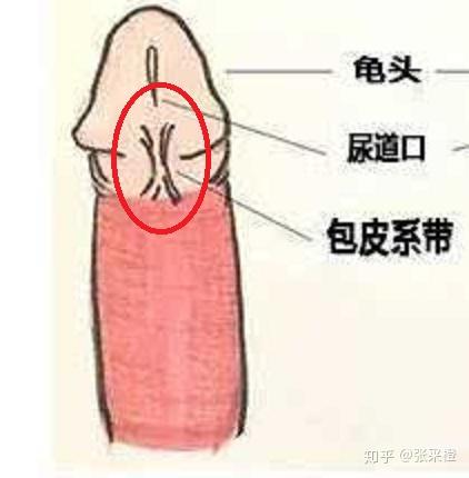 前后尿道分界图片