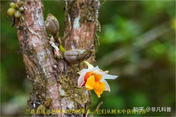 什么是生物共栖关系？看一看自然界中生物共栖关系的10个例子。 - 知乎