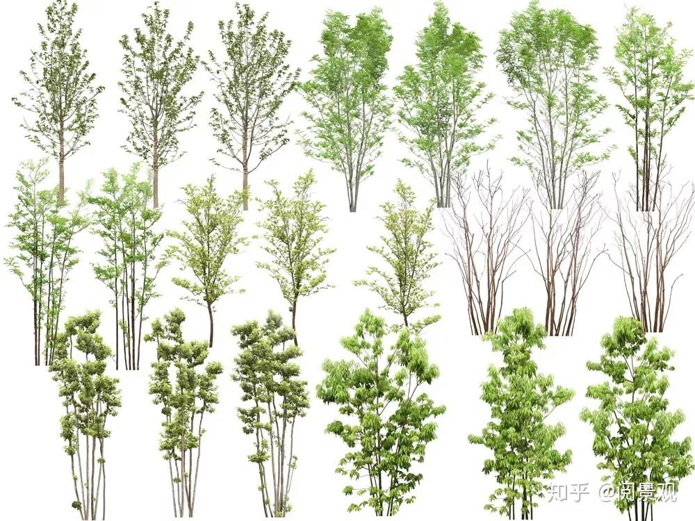 25.4G高清PSD分层植物立面源文件，景观设计必备 - 知乎