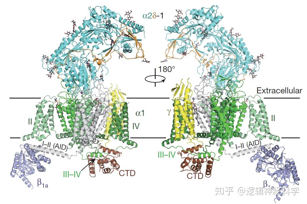 综述解析系列︱突触前钙离子通道 (上) - 知乎