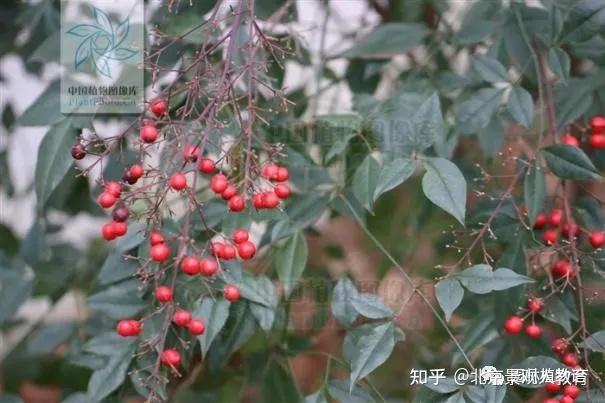 2代表植物(1)小檗(日本小檗)berberis thunbergii形態:低矮落葉灌木