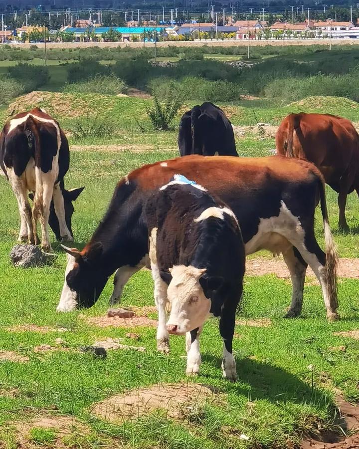 v2-943b8ab30439be0b8d23487c0bd9d0fe_720w