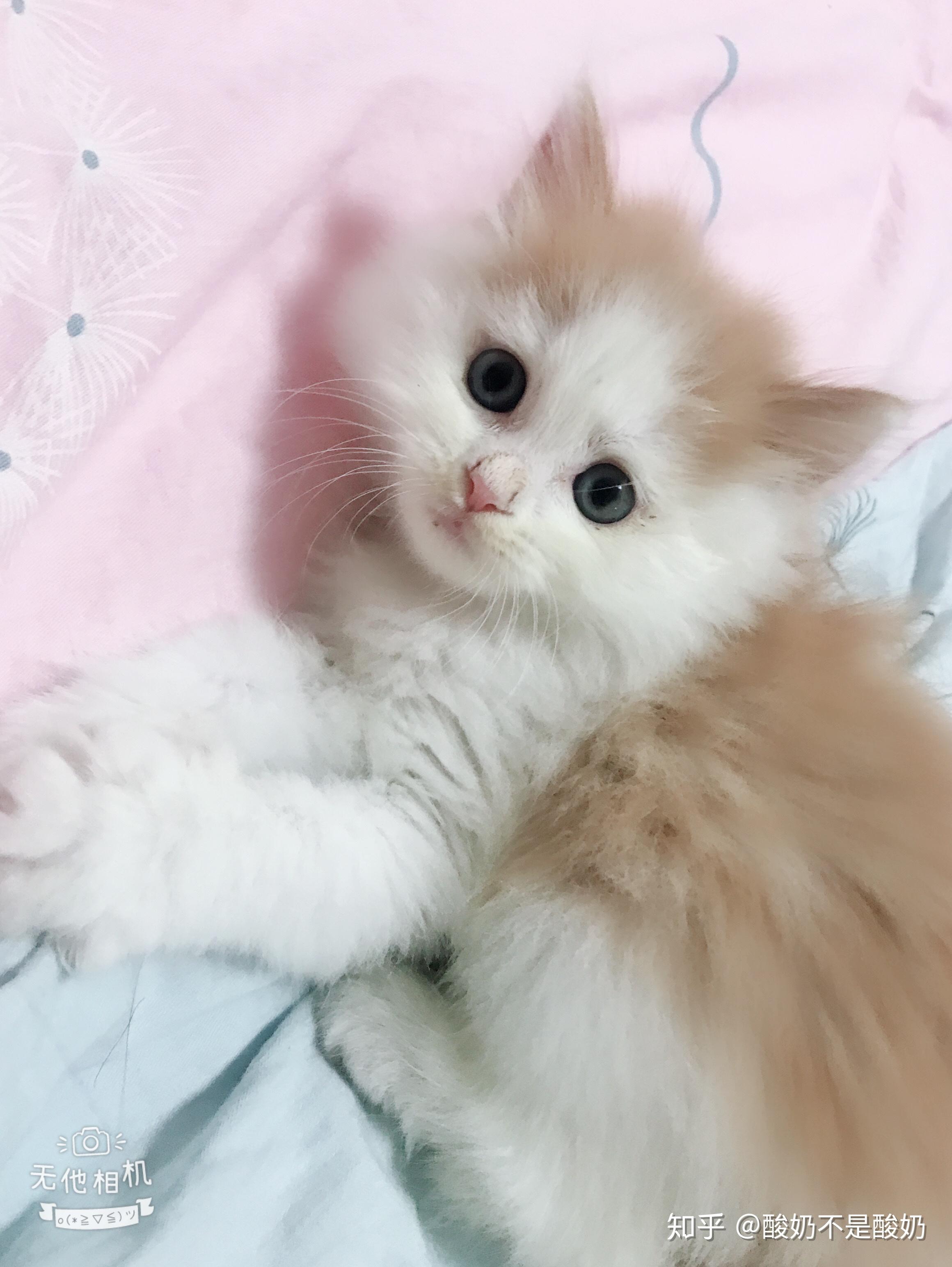 养一只中华大梨花猫是一种什么验欢迎晒猫