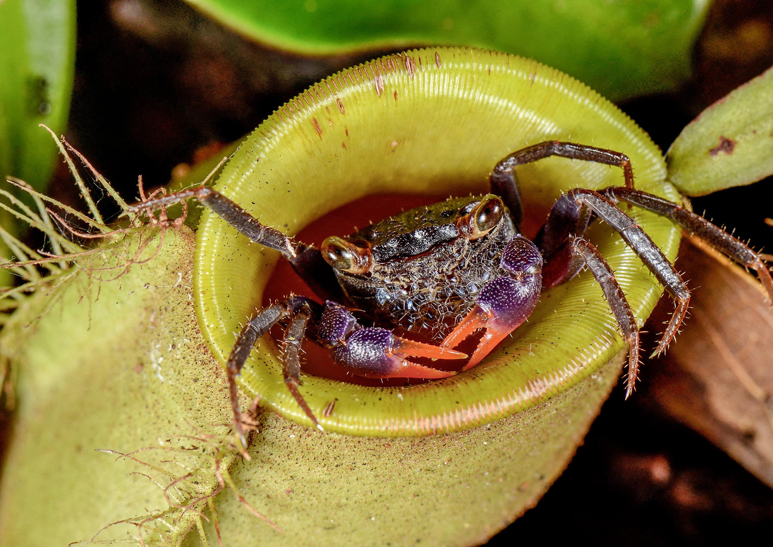 盘点那些奇奇怪怪的螃蟹