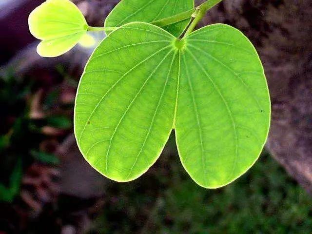 洋紫荆花叶子图片