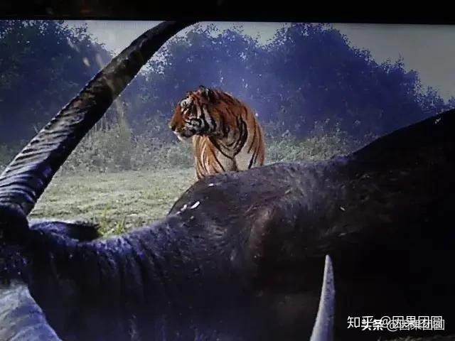 卡齐兰加系列5:传奇虎王kzt-085的故事! - 知乎