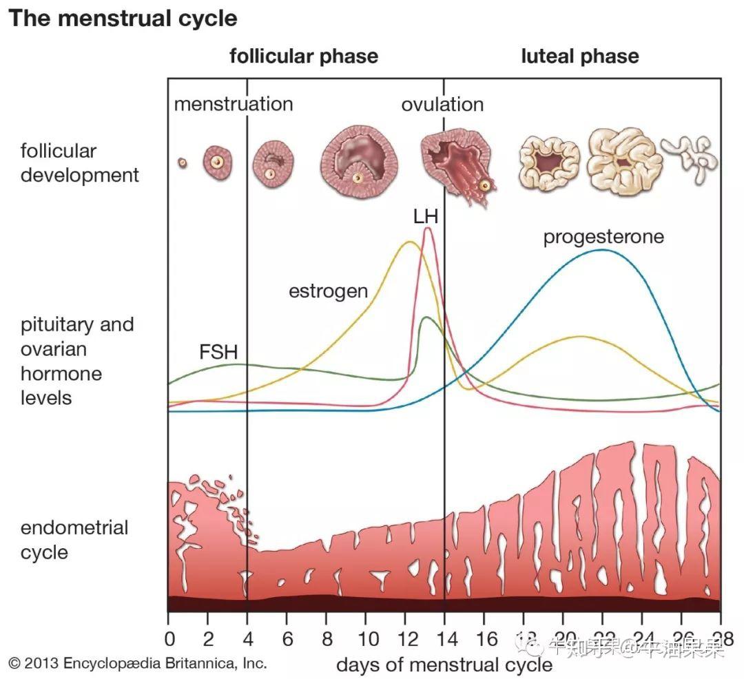 estrogen-level-chart-menopause-naturally