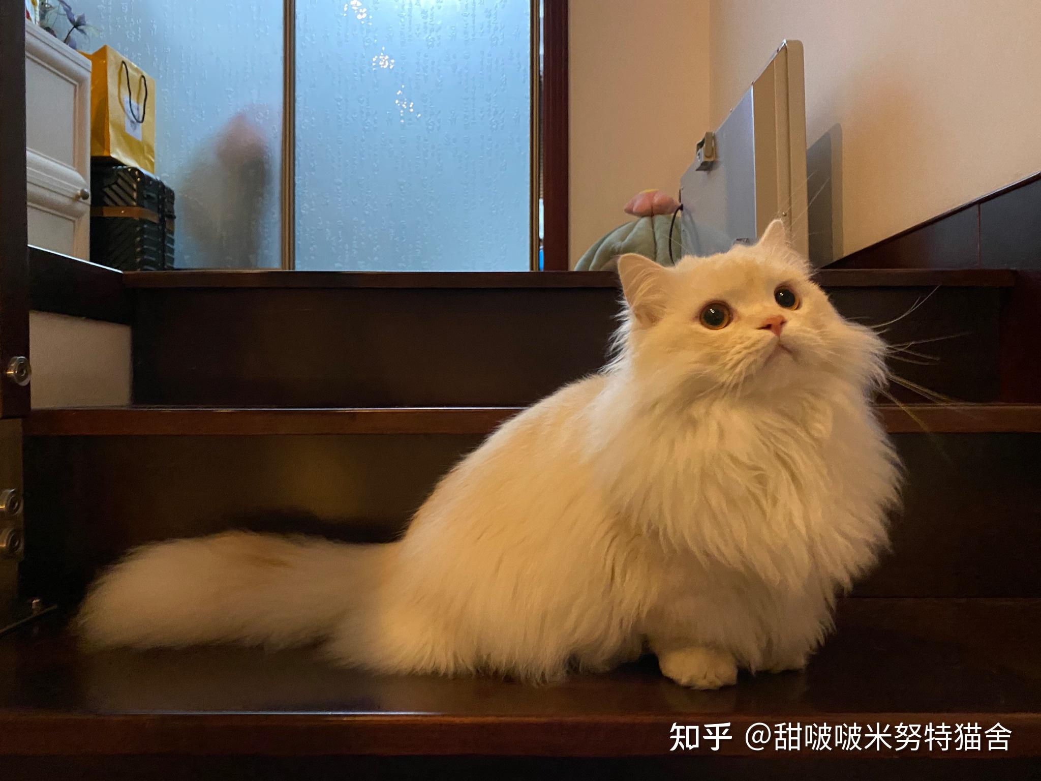 三花曼基康配金吉拉生出的猫猫什么样? - 知乎