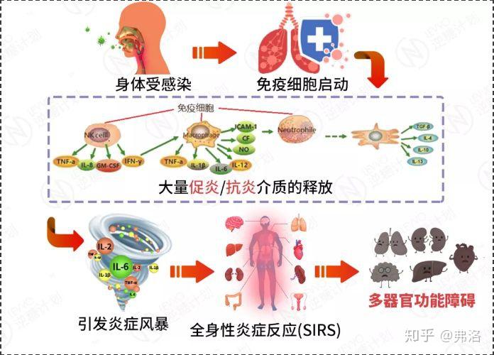 专家提到轻症新冠肺炎患者的突然离世与炎症风暴有关而灭火器竟然是它
