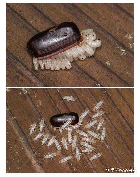 蟑螂幼虫图片 最小图片