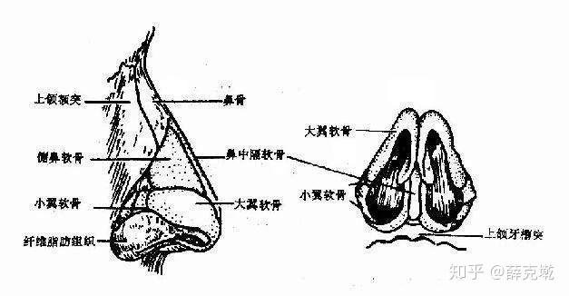 鼻软骨生长图片