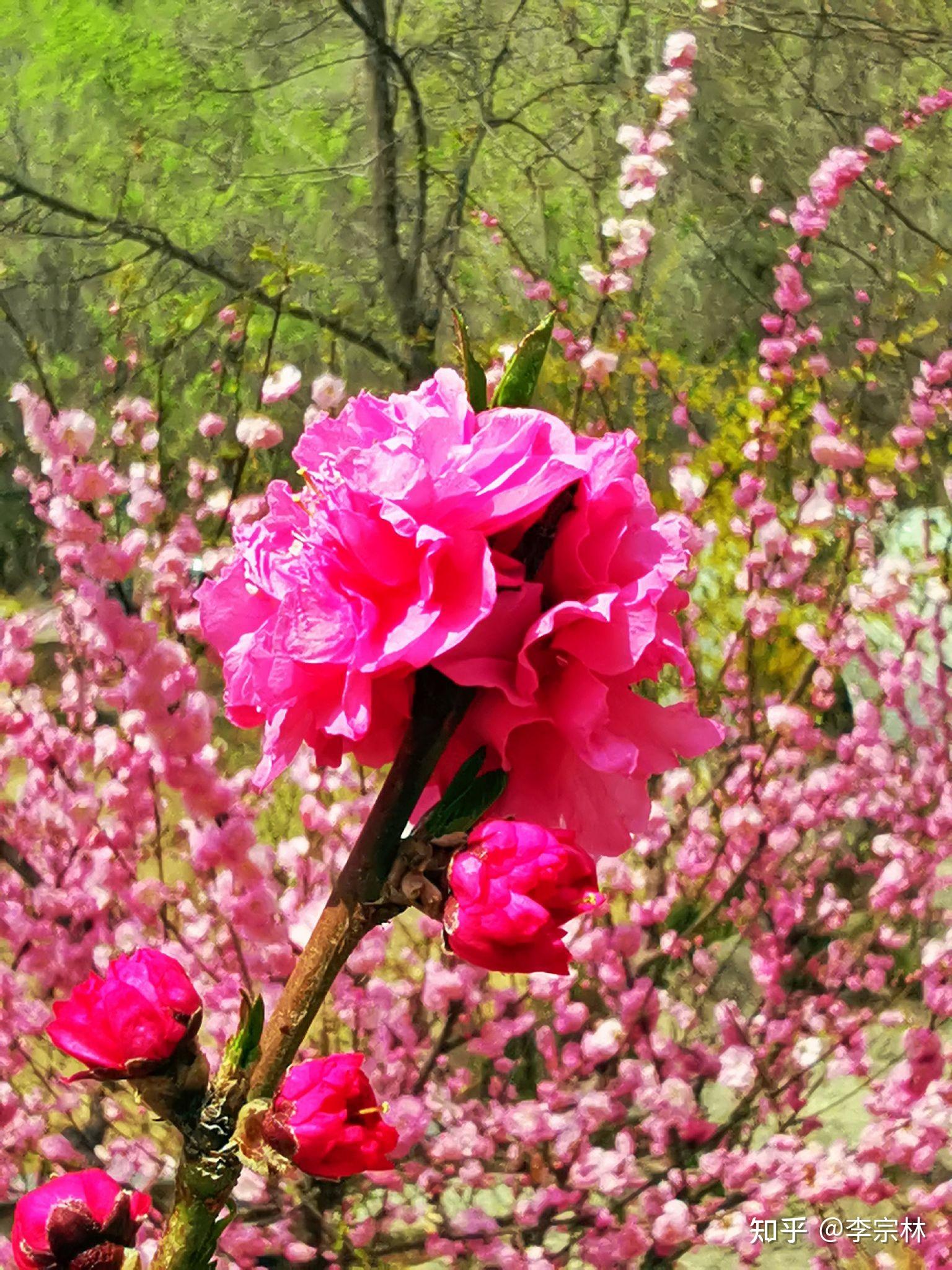 仁寿山桃花盛开的地方