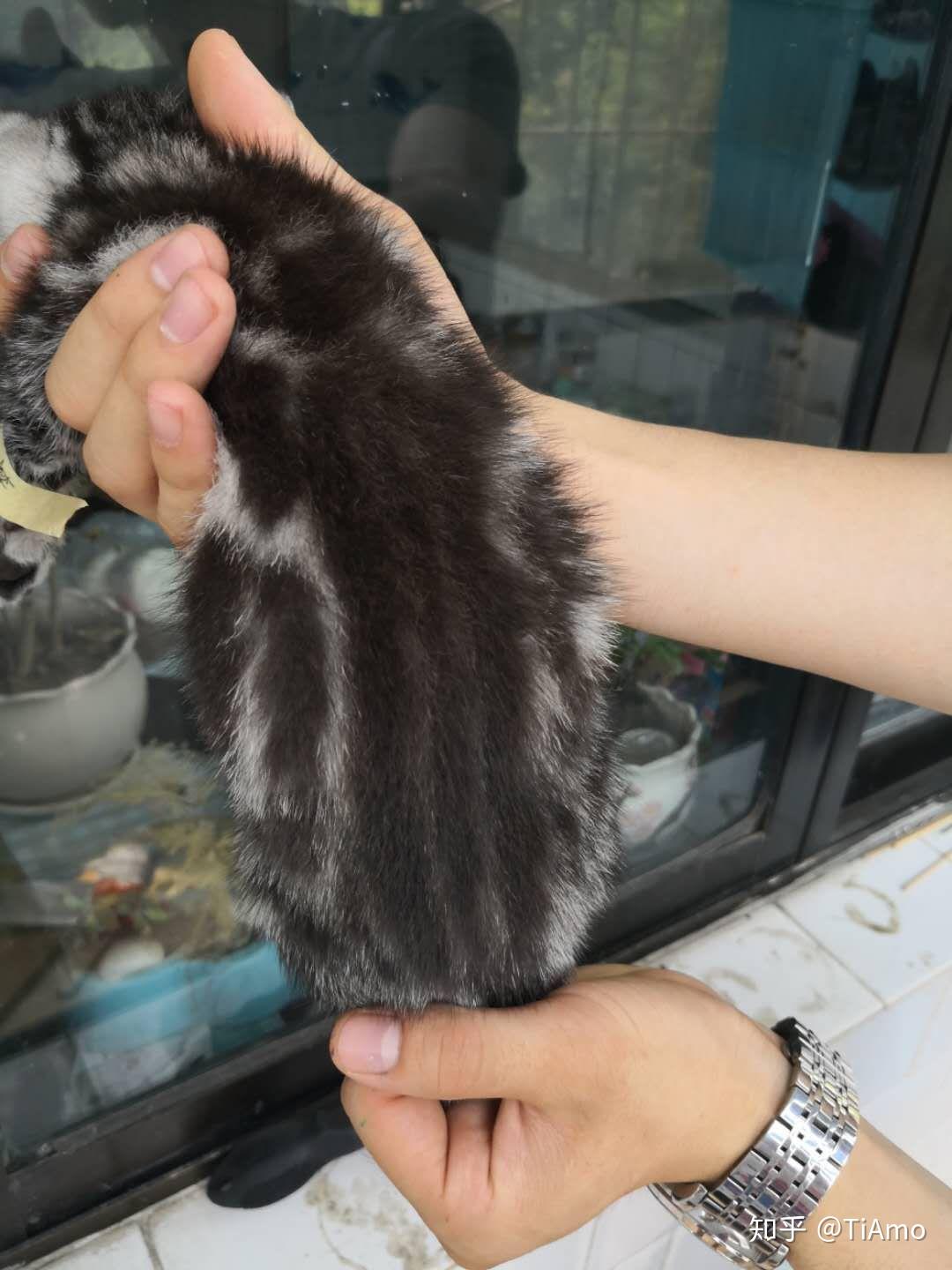 有两个美短幼猫四十天,其中一个它后背的川字不是特别明显,整体偏黑