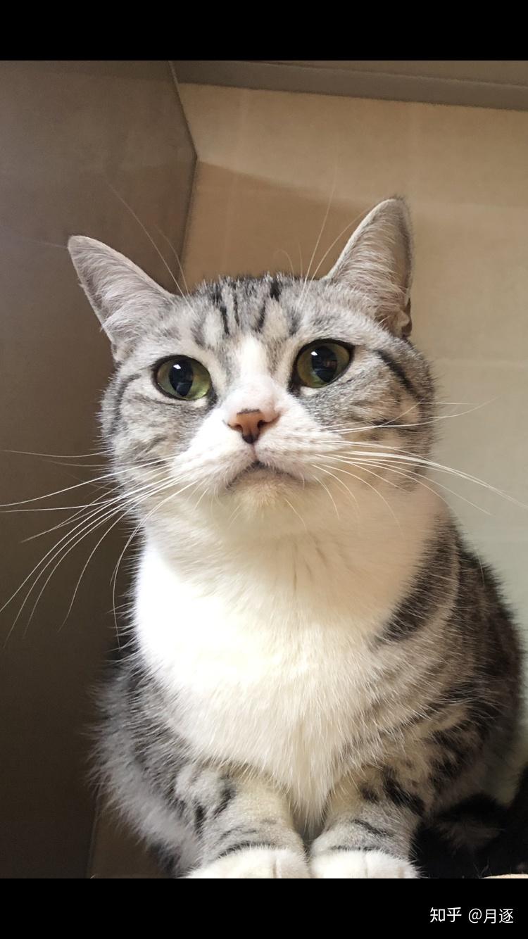 请问美短有这样的黑白颜色吗 ? - 知乎