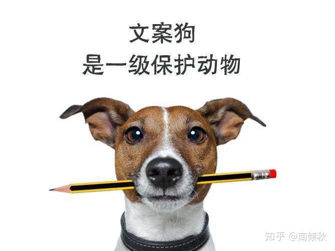 贪吃狗狗沙雕文案,贪吃狗狗沙雕文案短句