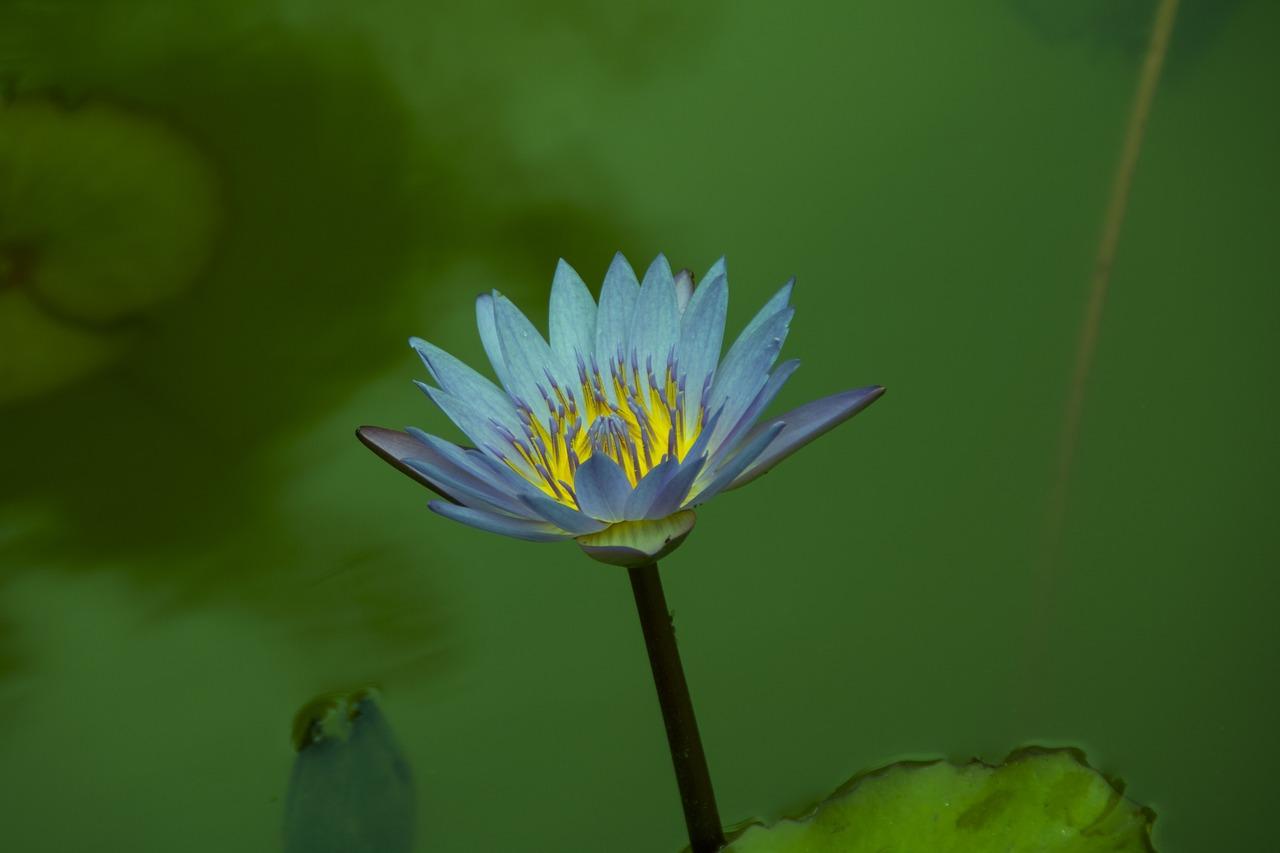 扬州瘦西湖怎么样