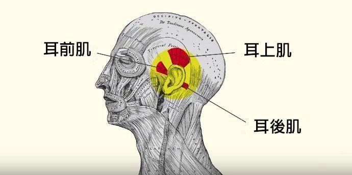 很多人都无法自主控制这三块动耳肌