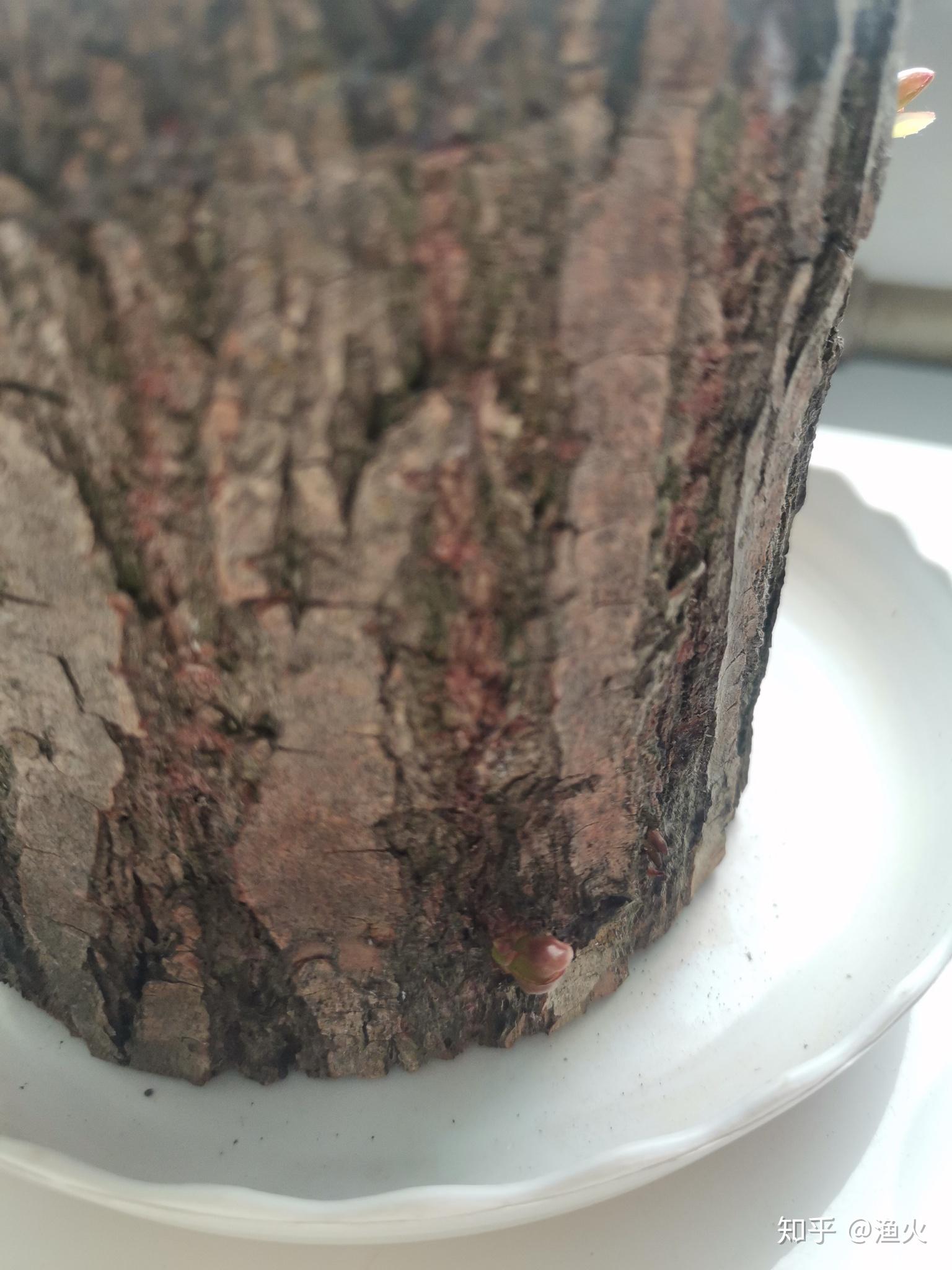 2021考研党蹲一个幸运木伪巴西木实为小柳树墩子