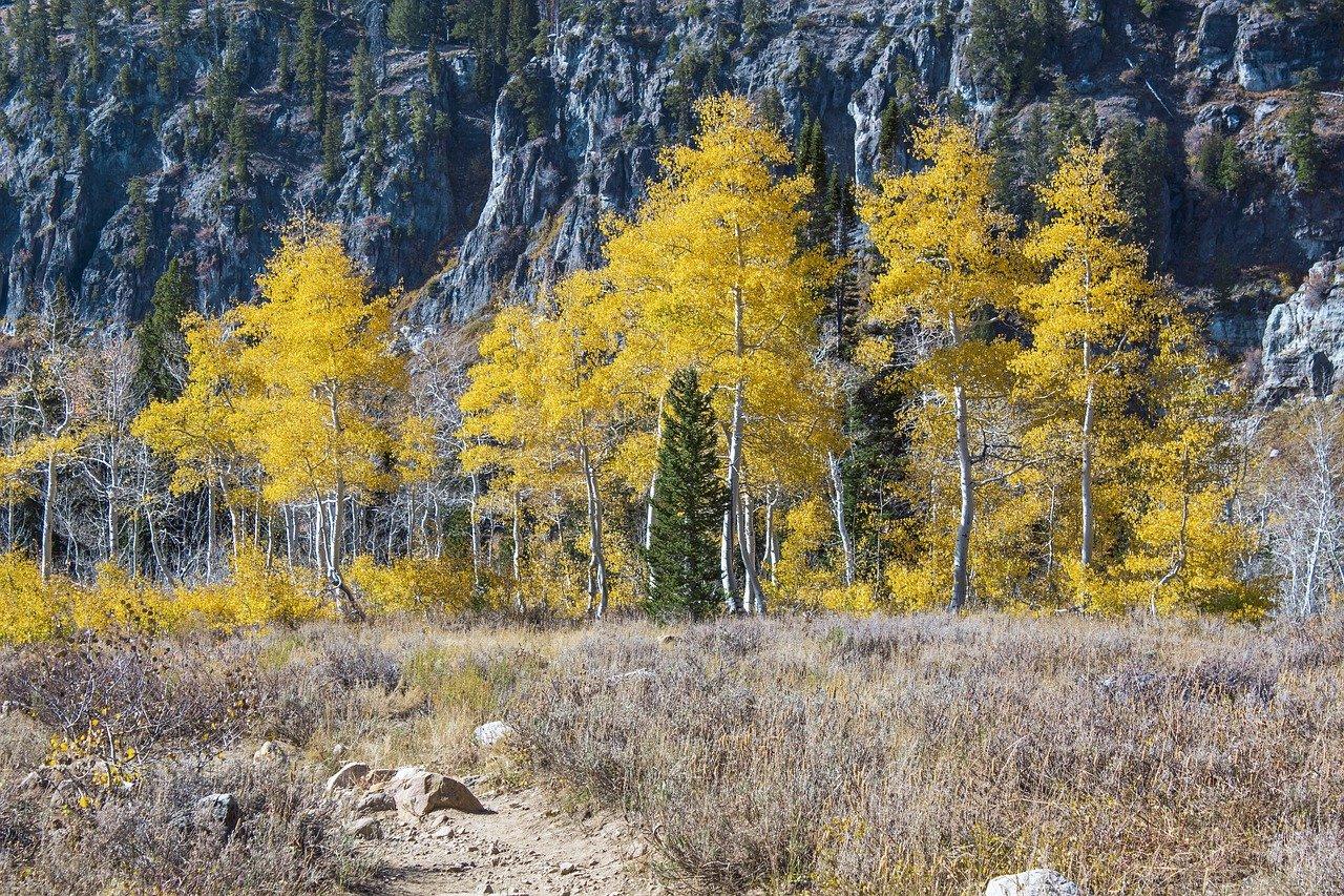 3. 白杨二手房价