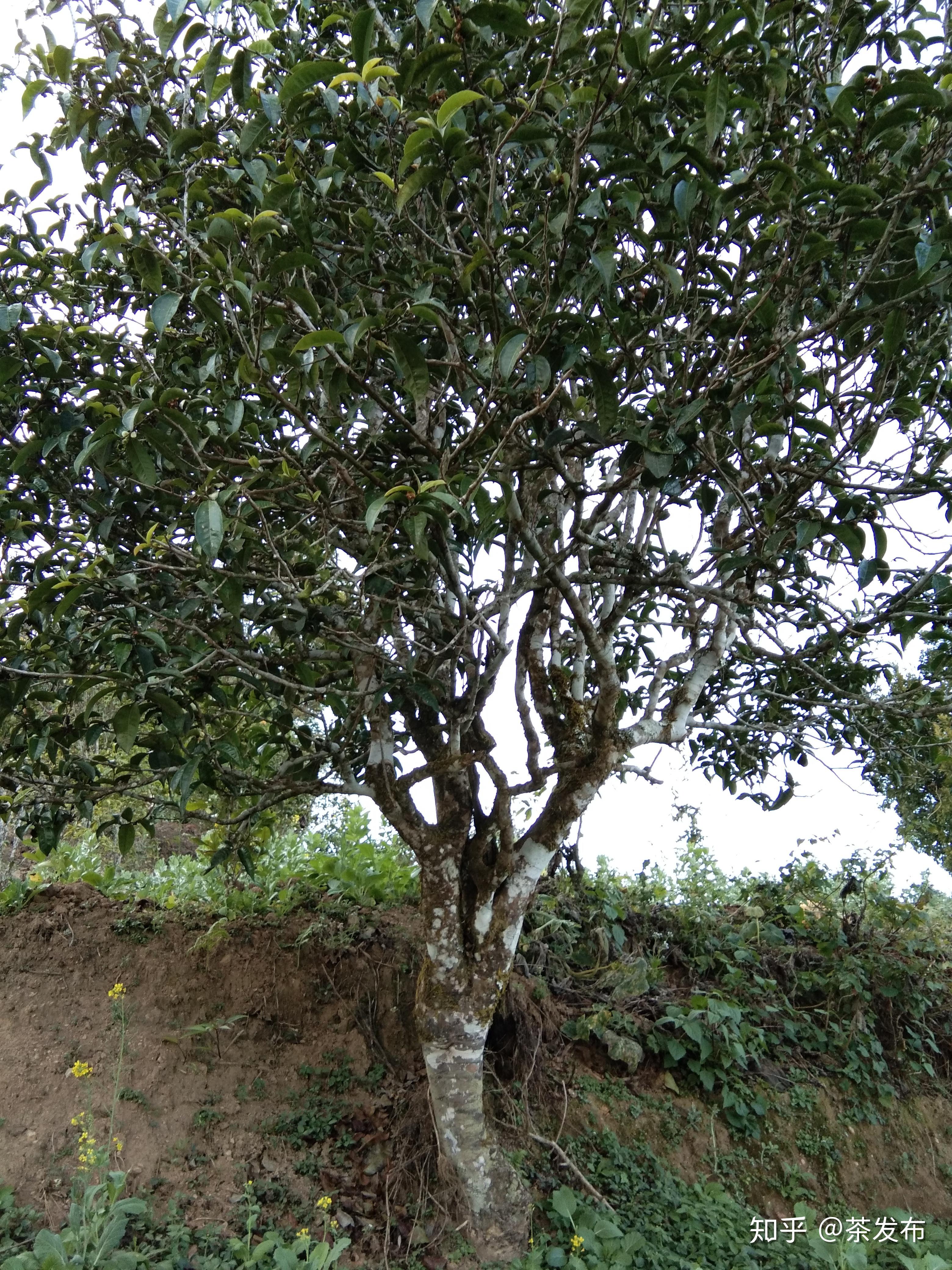 茶王老班章茶后广别老寨