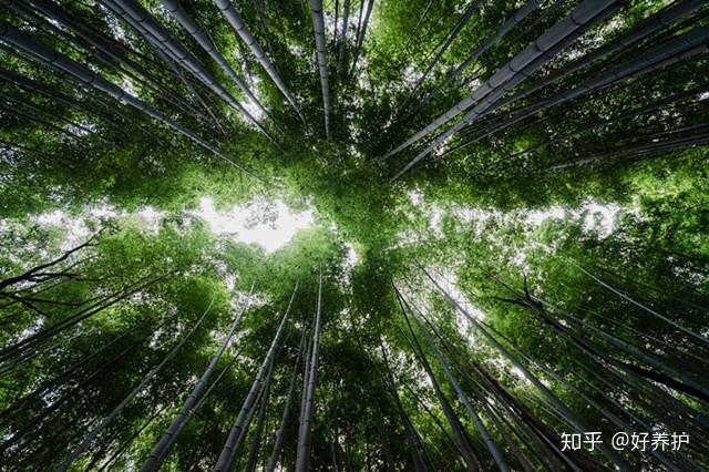 如馴化後的剛竹屬和箬竹屬,早園竹,金鑲玉竹,紫竹,黃杆京竹,鋪地竹