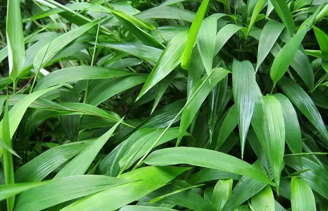 淡竹叶别名碎骨子山鸡米迷身草农村当牧草煮水作用厉害了