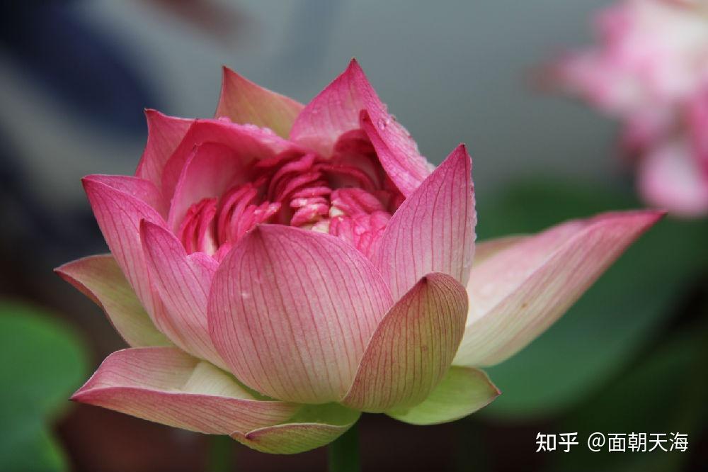 我们的目标是“楼子花”? - 知乎