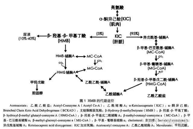 你不了解之健身补剂——HMB - 知乎