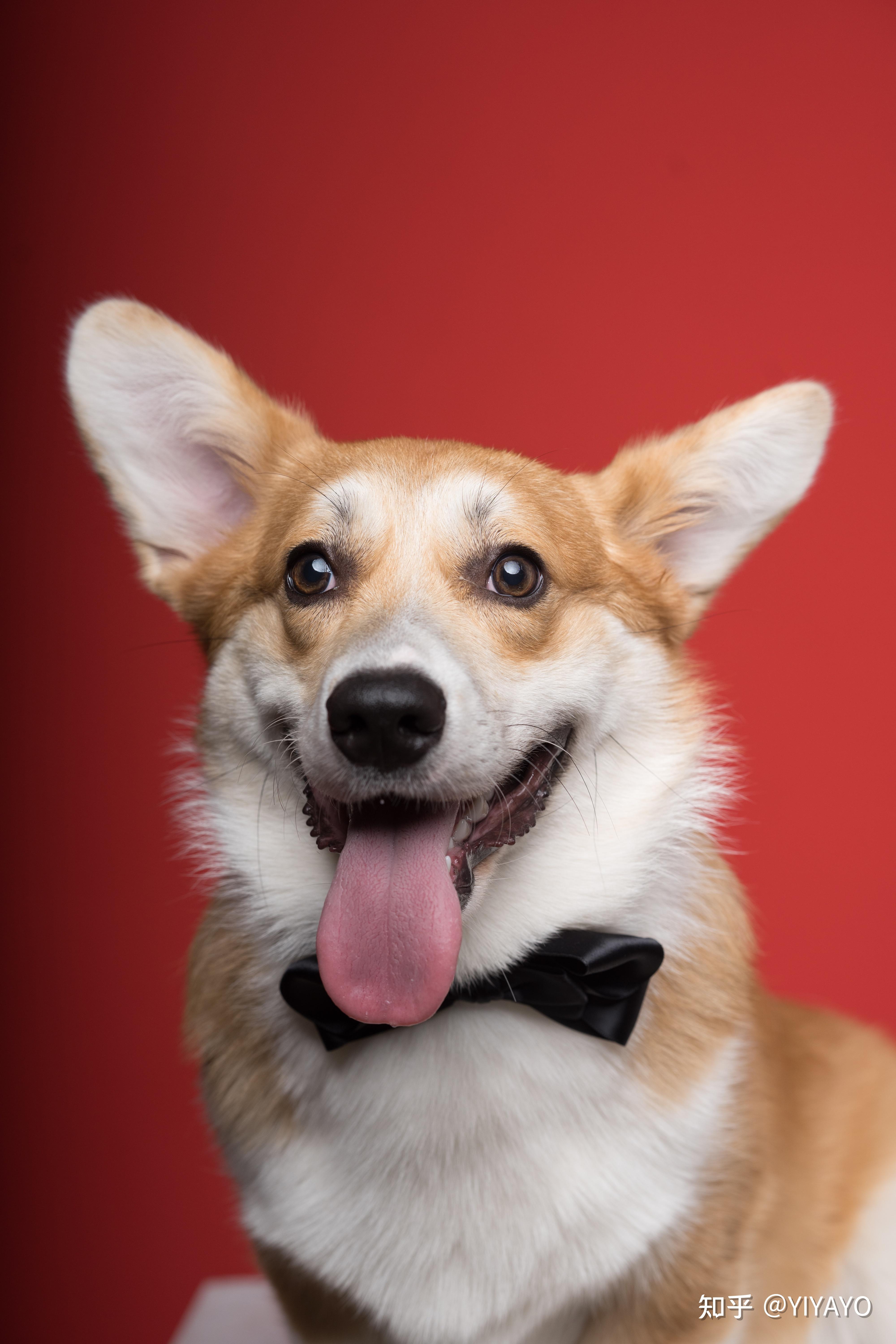 奶油脸柯基长大后脸上黑毛会褪吗