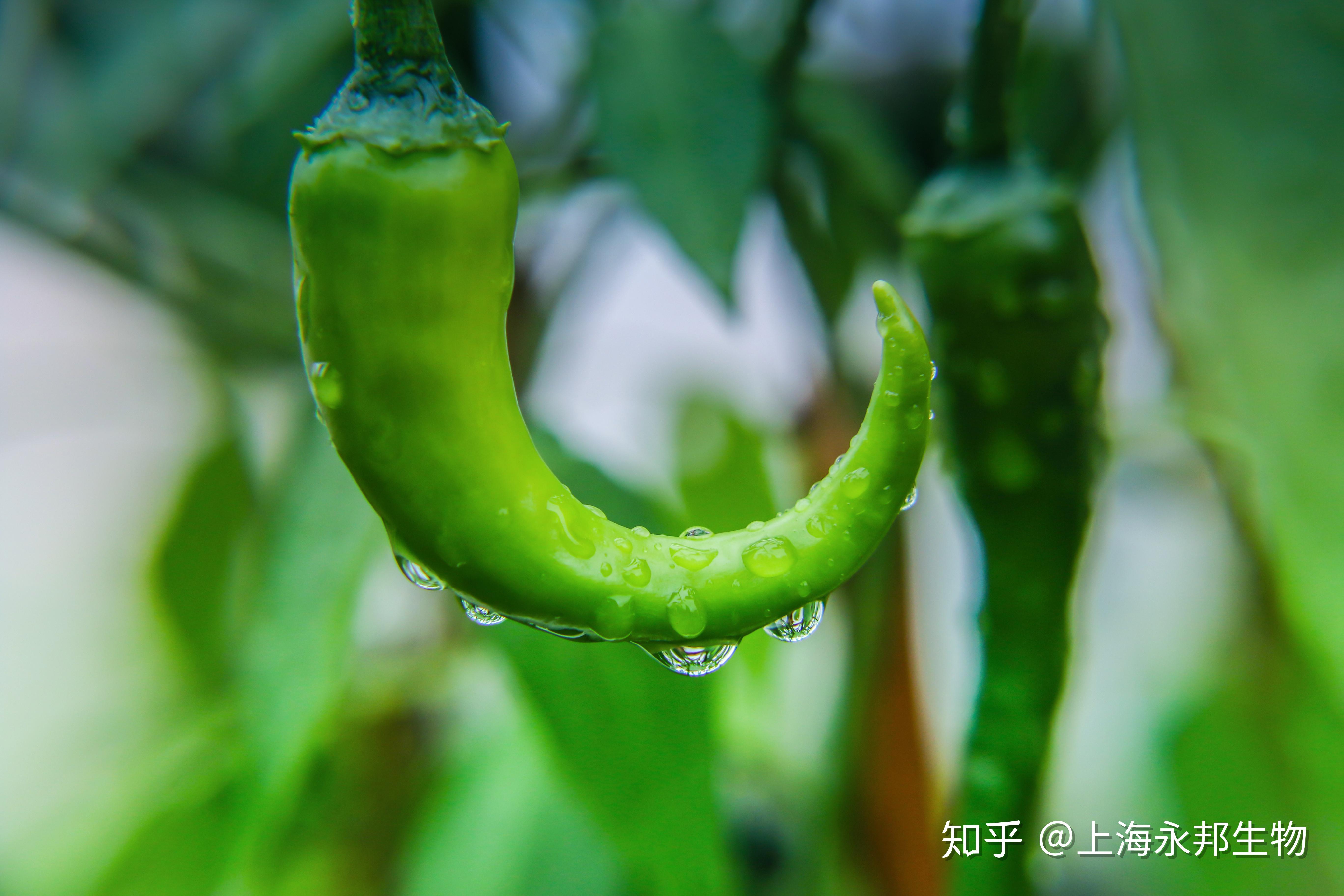 什么叫基肥什么叫底肥 v2-94a52a53ee4da9b43c06cb86f1d52b04_r.jpg