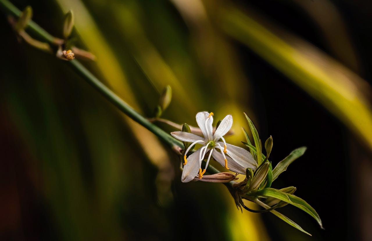 绿萝的生长习性