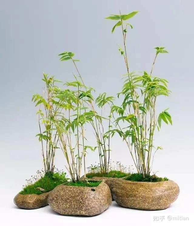竹类植物识别图鉴(超全),值得珍藏! - 知乎