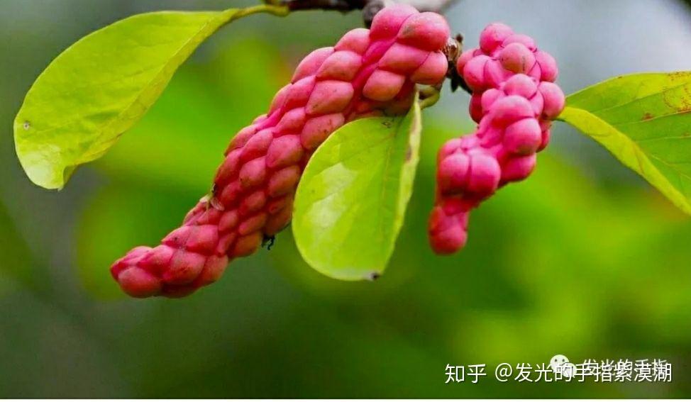 玉兰果实 - 知乎