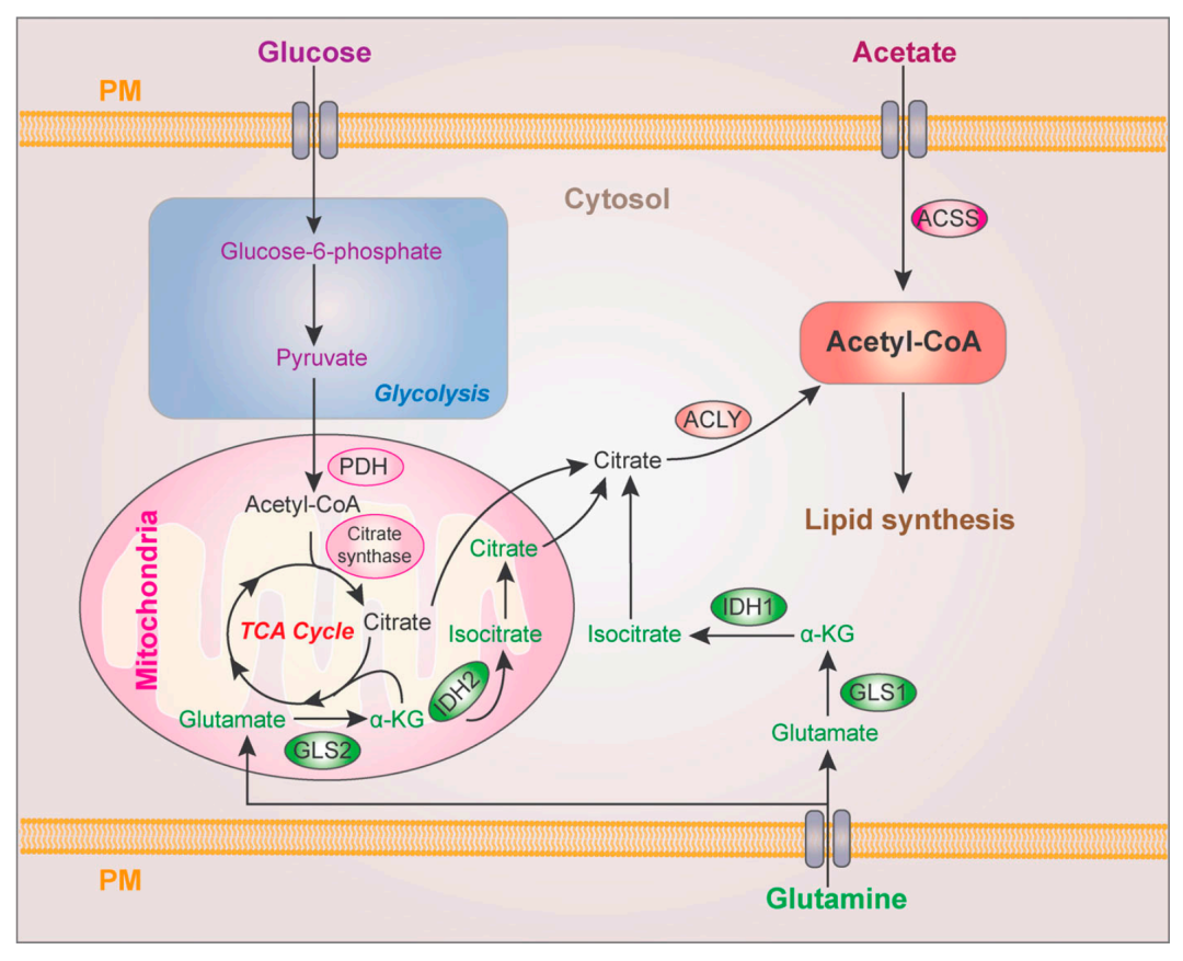 癌症中的脂质代谢这几个问题你必须知道!