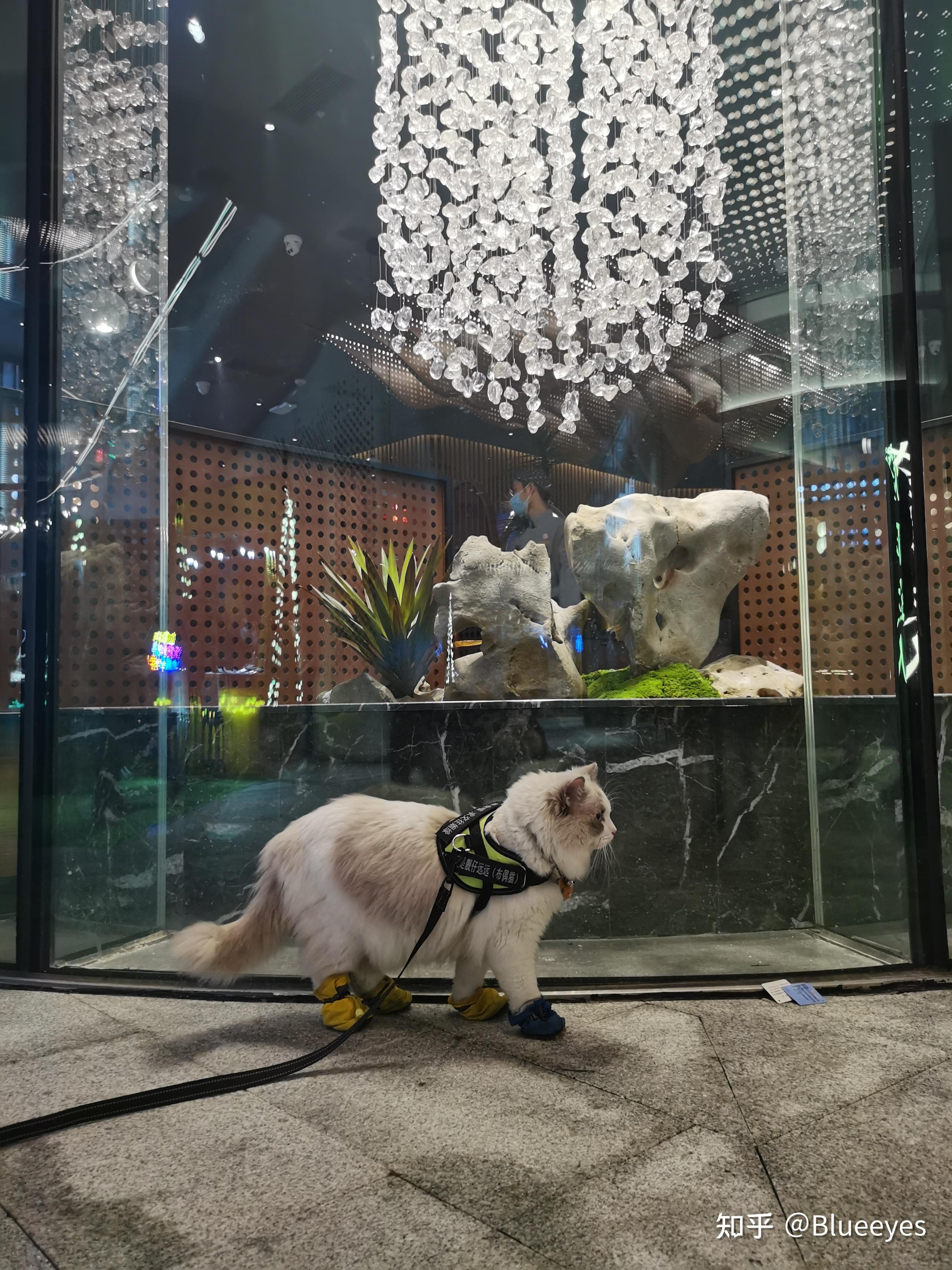 猫咪感染了猫绦虫怎么办