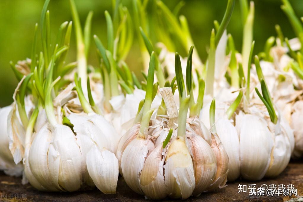 大蒜这样种利润实在高,蒜你狠、蒜你完、蒜你贱统统不要 - 知乎