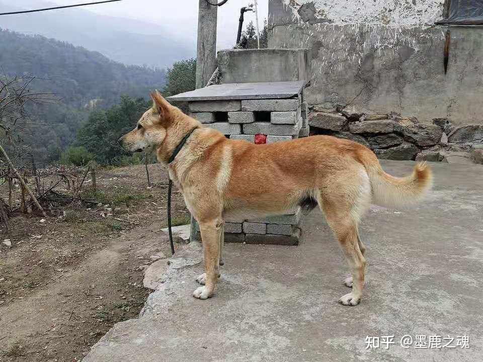 中华田园犬（土狗）有哪些优点是宠物狗不能比的？ - 知乎