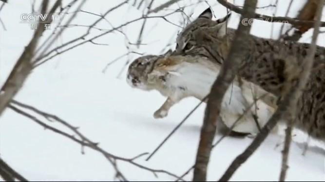猞猁是一种怎样的猫，适合当宠物养吗？ - 知乎