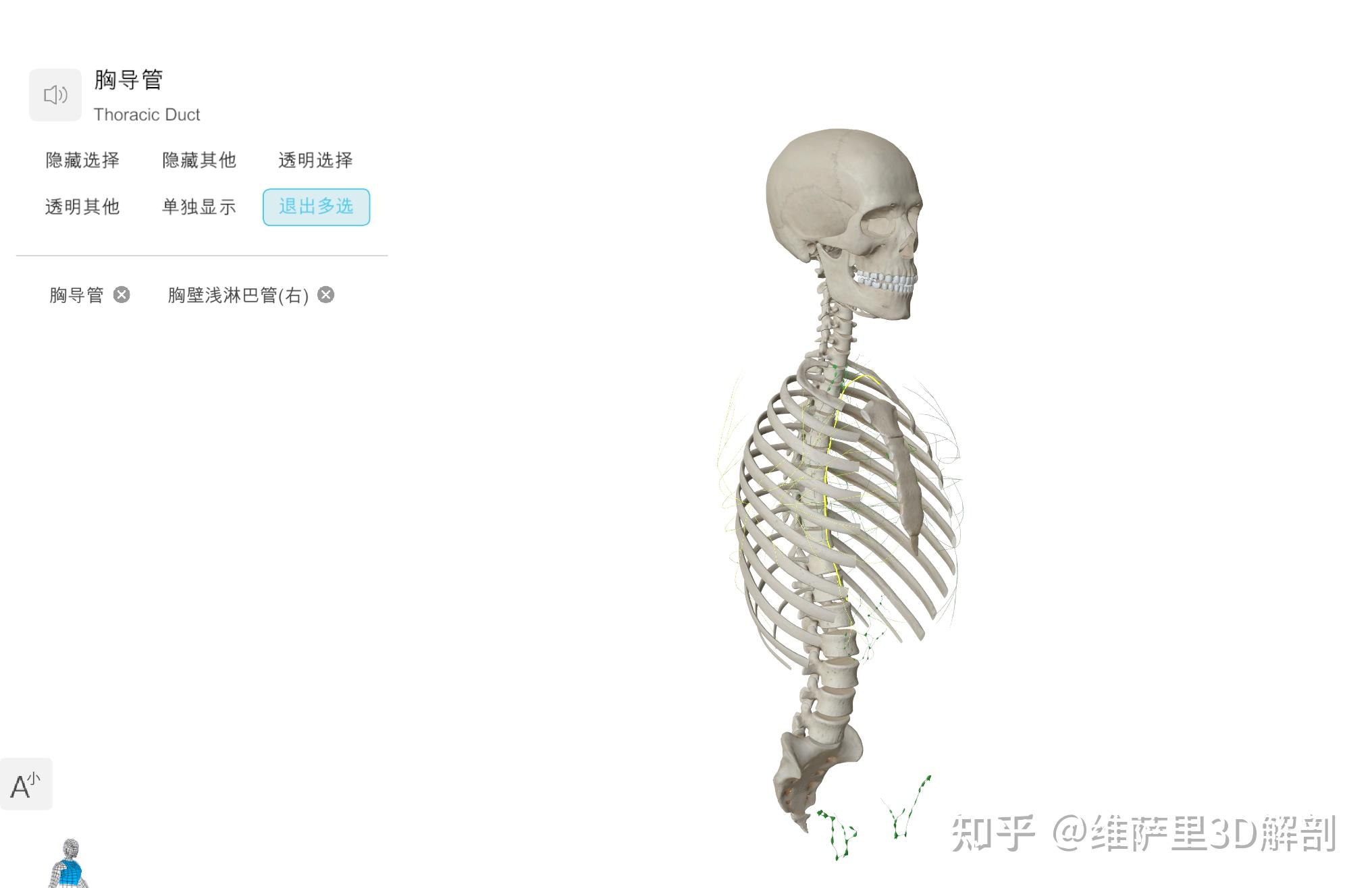 胸导管走行复杂?3D解剖模型精准还原全程路径 - 知乎
